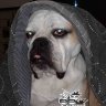 VelmaTheBulldog