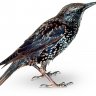 Starling