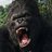 KingKongCygor