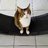 CrazyCatGuy