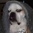 VelmaTheBulldog