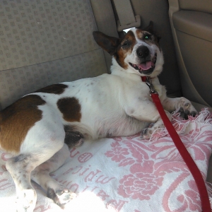 Pics of Cowboy!
