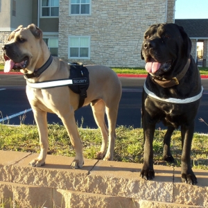 Bacchus & Severin (6 months & 2 yrs old)
