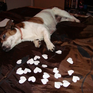 Lazy ASS Dog! :p