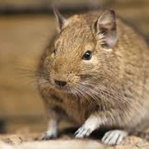 Degu Ron , Fred , George :-) .