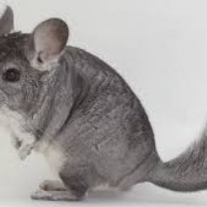 Chinchilla .