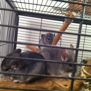 Small and Furry's :-) .