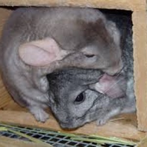 HUG