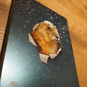 GroundhogDay_back2