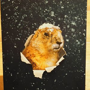 GroundhogDay_back1