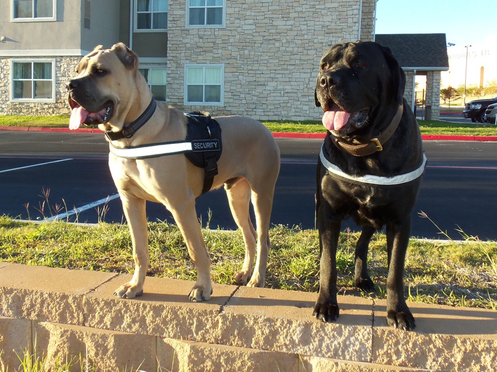 Bacchus & Severin (6 months & 2 yrs old)