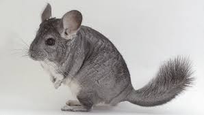Chinchilla .