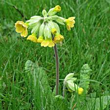 Cowslip