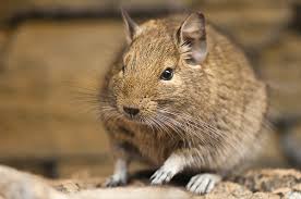 Degu Ron , Fred , George :-) .