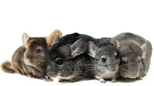 Group Hugs
