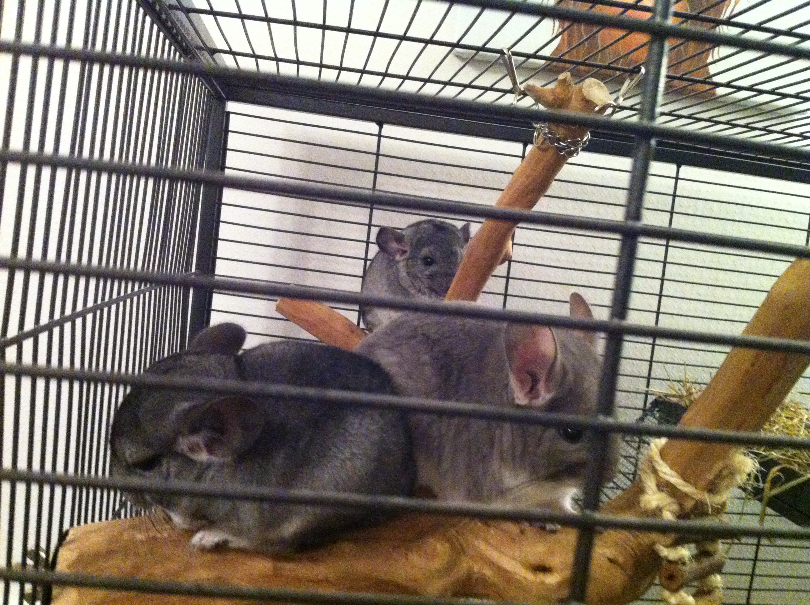 Small and Furry's :-) .