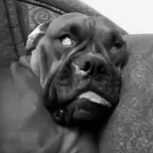 dog_nightmare.gif
