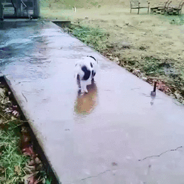 f0f8d405cd9c886277857e69940ed1cd.gif