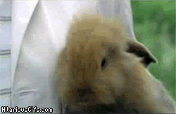 WpFqf.gif