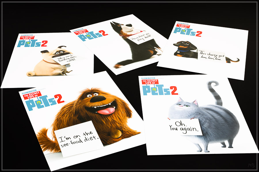 pets2-12.jpg