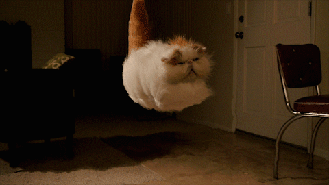 flyingcat1.gif