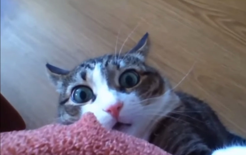 Scaredy-Cat1.png