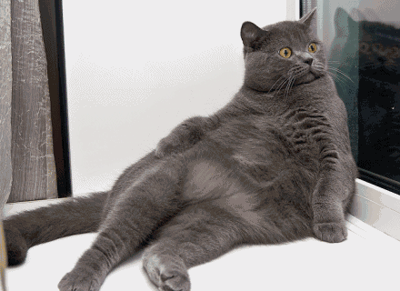 tumblr_lzcnv8mu1Q1r3gb3zo1_500.gif