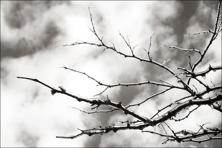 icestorm_frozen_branches_clouds.jpg