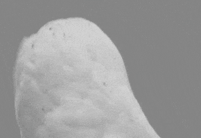 surprised owl GIF