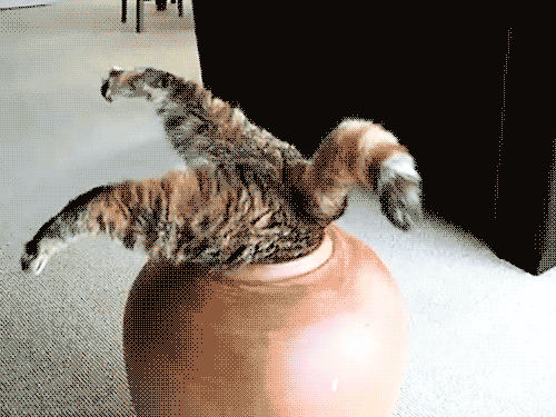 giphy.gif