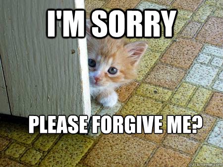 kitten.jpg