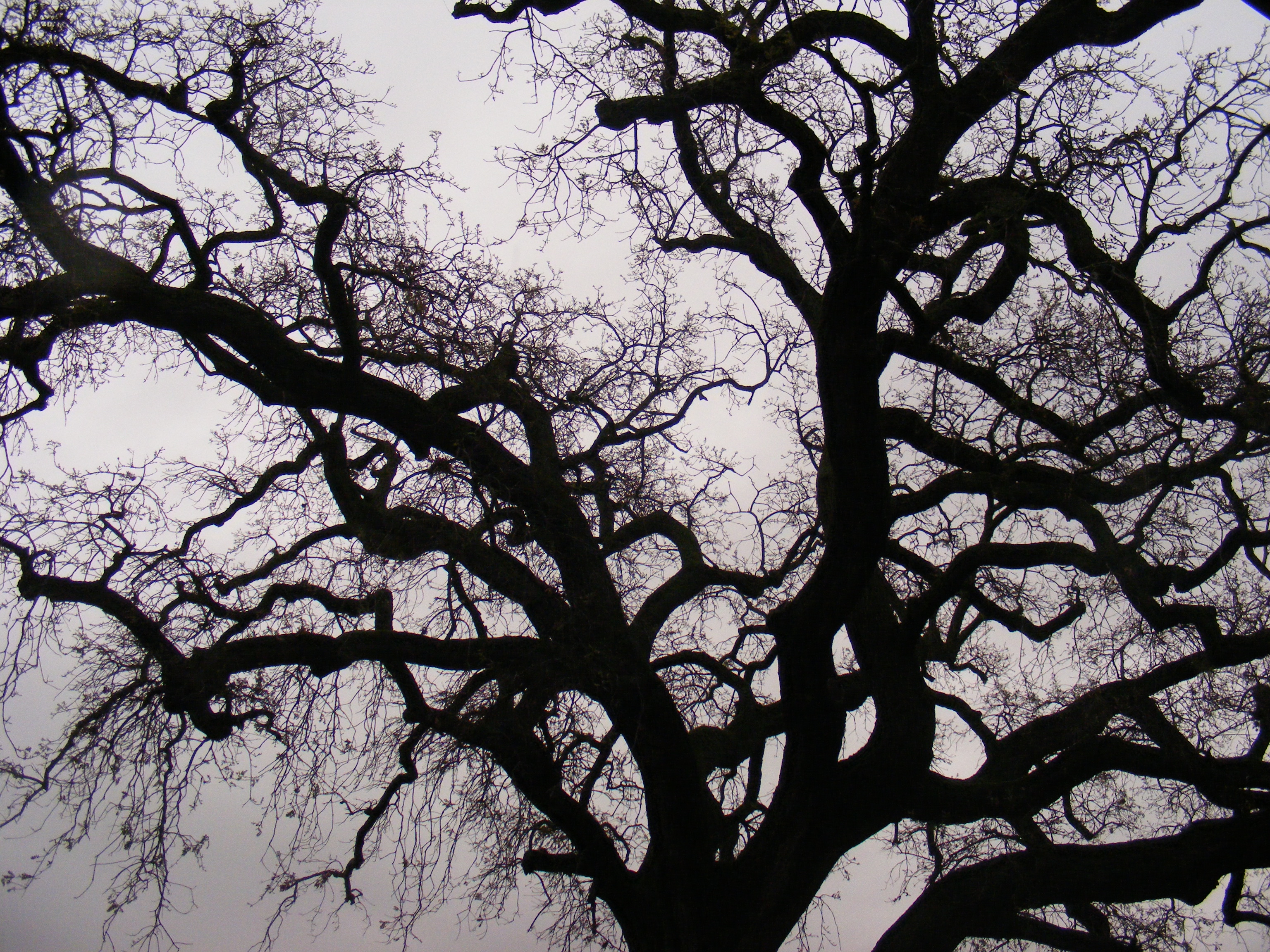 Branches_on_a_rainy_day.jpg