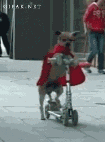 giphy.gif