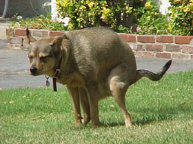 dog-pooping.jpg