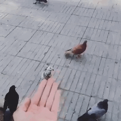 3oEjHDTwHAcQRB0xfG.gif