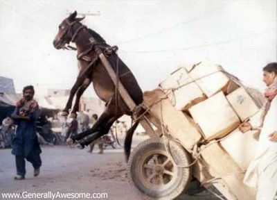 overloaded-donkey.jpg