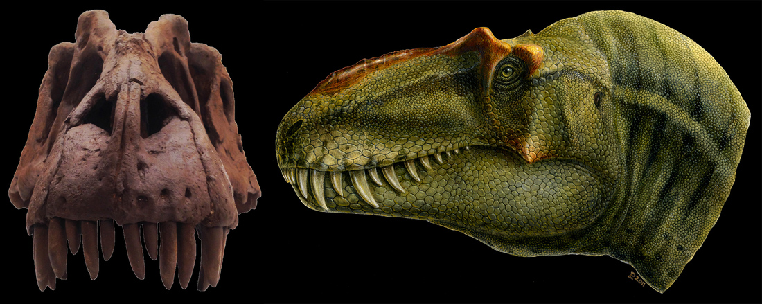 skull.jpg