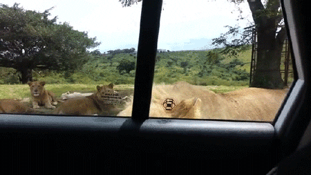 3oEjHQQIGGsUJQjkf6.gif