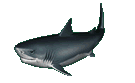 animated-gifs-sharks-14.gif