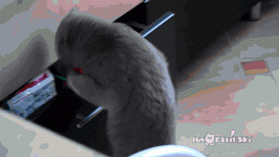 11bV8o4fJ3vpOE.gif