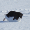 ShRRL5pf8ZvoY.gif