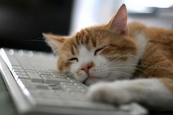 cat-asleep-at-desk.jpg
