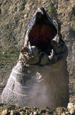 graboid.jpg