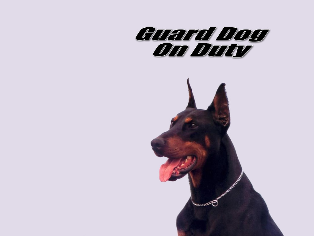 guard-dog-on-duty-dogs-13986125-1024-768.jpg