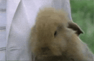 200.gif