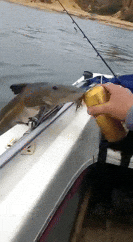 giphy-downsized-large.gif