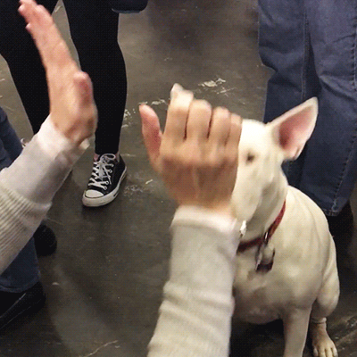 giphy.gif