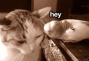 9OJF9H0.gif