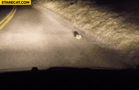 bunny-running-round-in-circles.gif