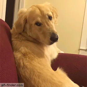 7bb5c4e0c2d2c5b6537c64f14c055d75.gif